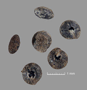 Seeds of UCR 83371